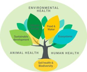The Importance of Soil Quality